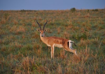 Antilope durante un safari