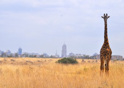 Giraffa al Nairobi National Park