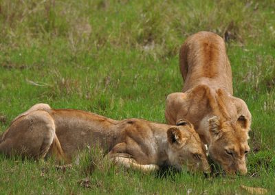 Leoni al Maasai Mara National Reserve
