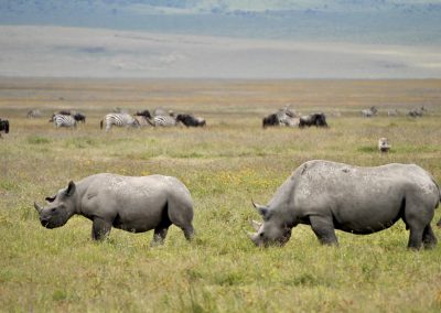 Rinoceronti e zebre a Lake Nakuru