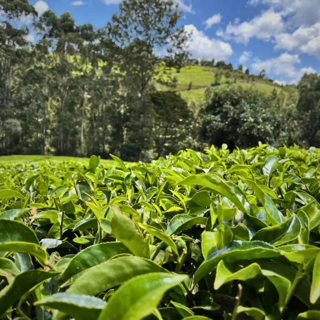 TEA FARM KENYA