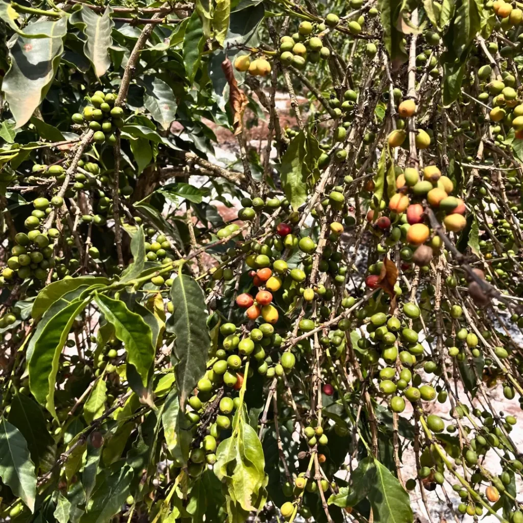 COFFEE FARM KENYA