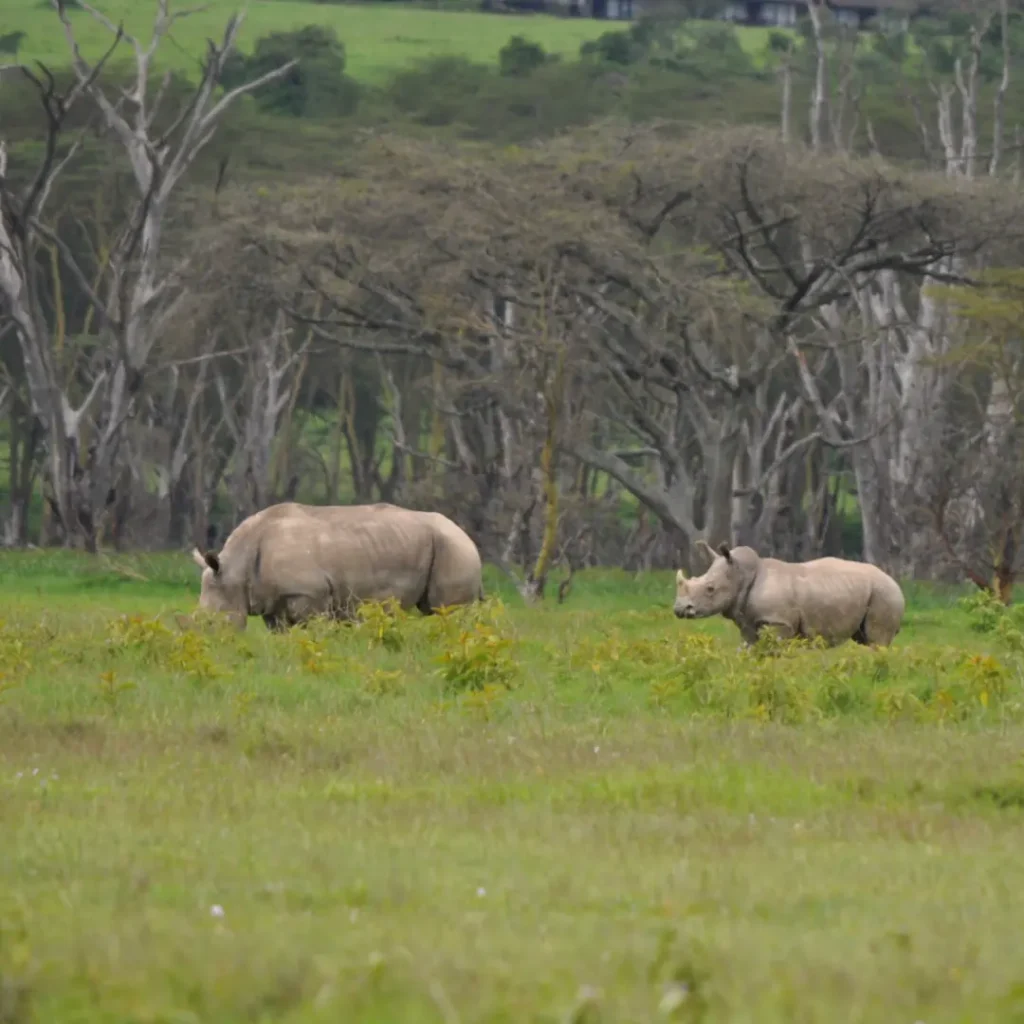 LAGO NAKURU kenya