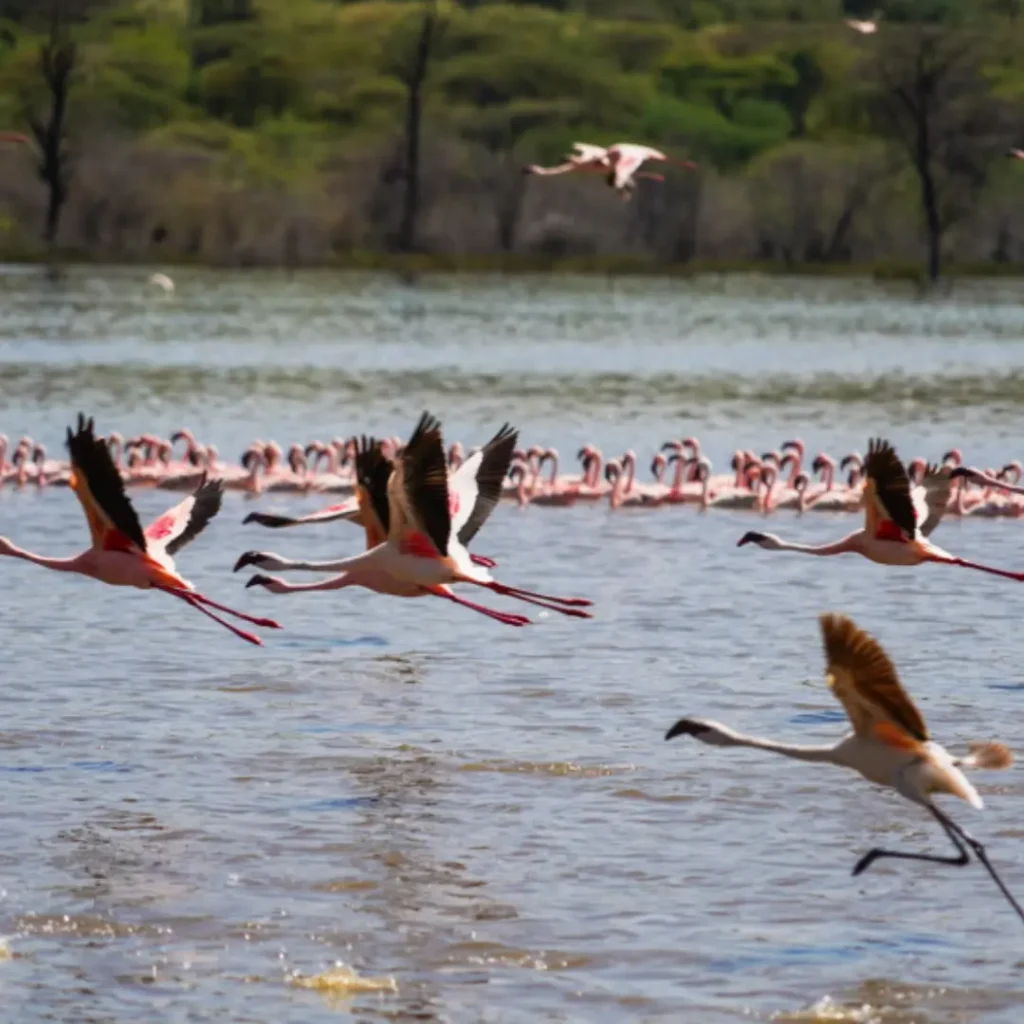 LAGO BOGORIA KENYA