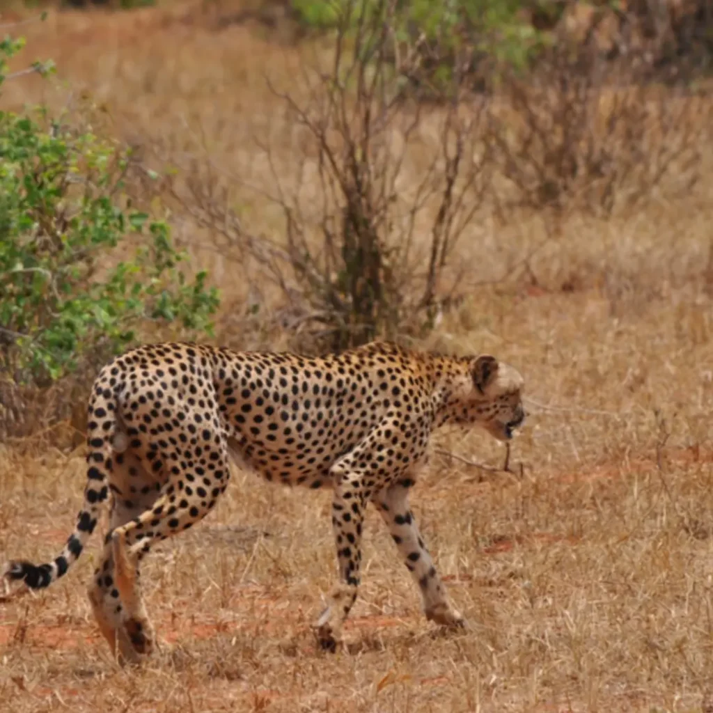 TSAVO EAST NATIONAL PARK