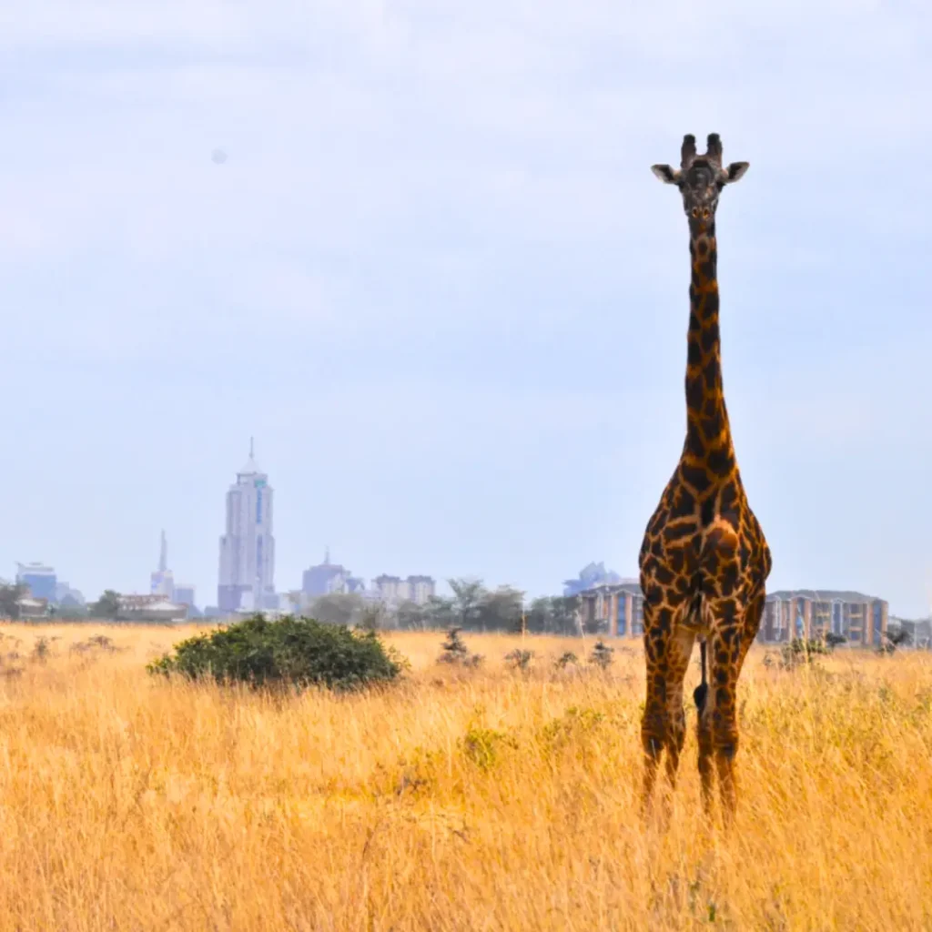 NAIROBI NATIONAL PARK