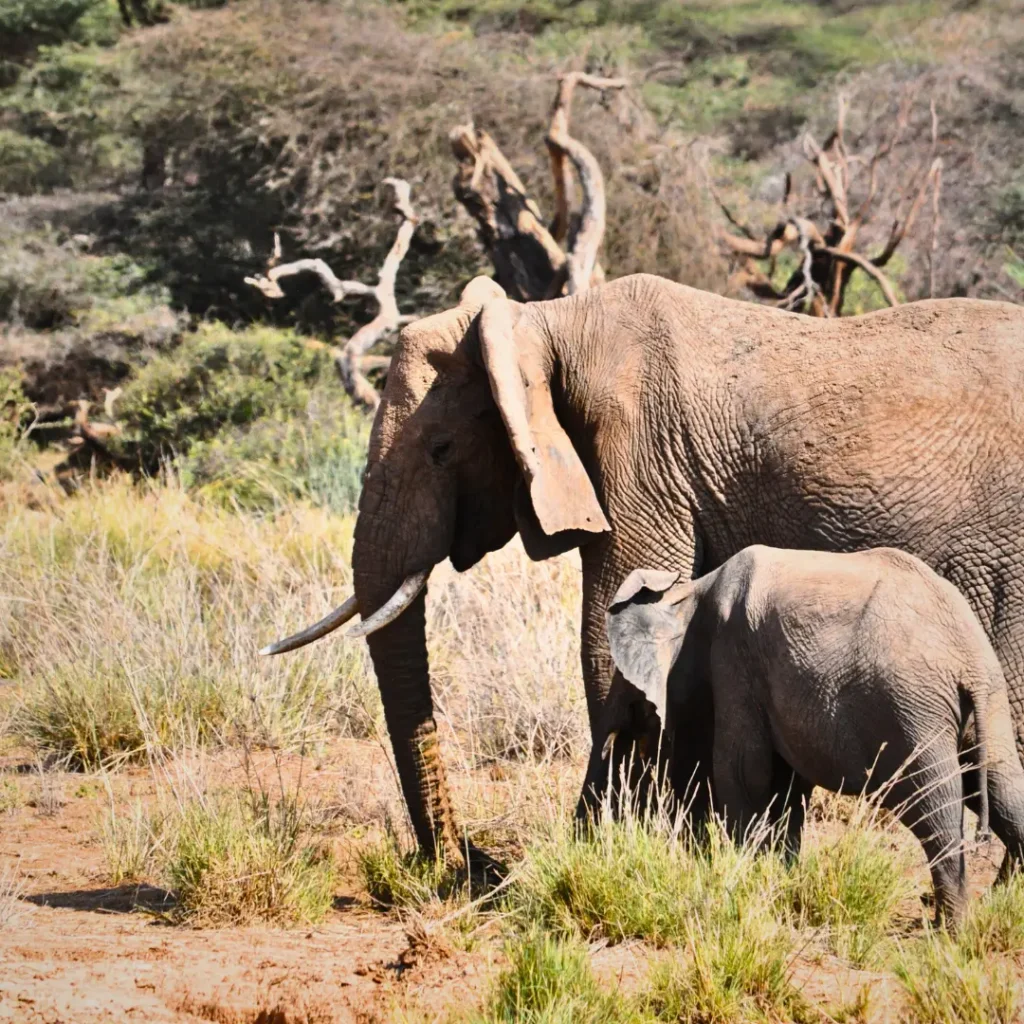 SAMBURU NARIONAL RESERVE