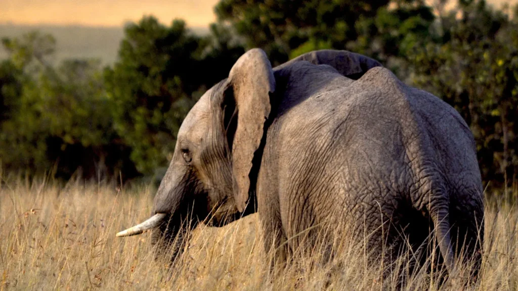 Attività in Kenya nella Natura