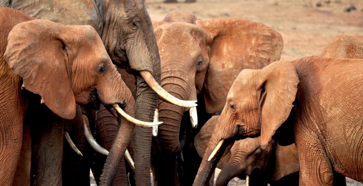 Elefanti allo Tsavo East National Park