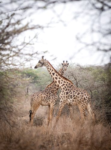 Giraffe ad Amboseli National Park